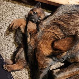 German Shepherd Puppies from Holtgrew