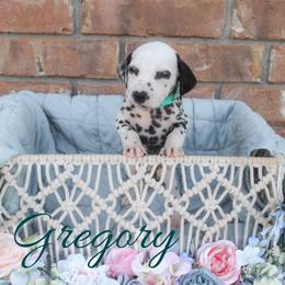 Gregory - White and black male Dalmatian puppy in Mount Vernon, Missouri from Spots & Spirals
