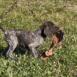 Roan - Liver roan male German Shorthaired Pointer puppy in New Bedford, Massachusetts from Foot Hunter Kennel