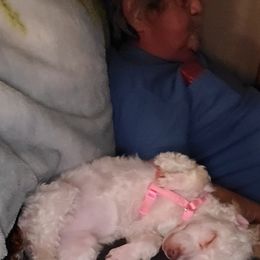 Poodle All Grown Up from Oodlesofpoodles