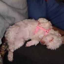 Poodle All Grown Up from Oodlesofpoodles