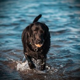 Cougar - Labrador Retriever