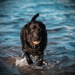 Cougar - Labrador Retriever