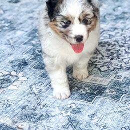 Journey - Australian Shepherd puppy from Cloverdale Australian Shepherds