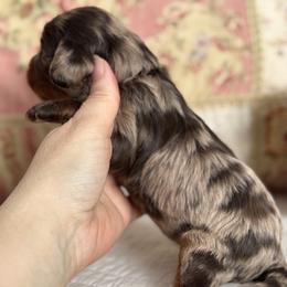 Keepsake pink collar - Chocolate female Cavapoo puppy in Beckley, West Virginia from By Design Doodles