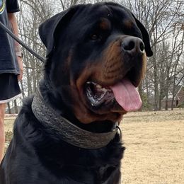Zeus  - Rottweiler