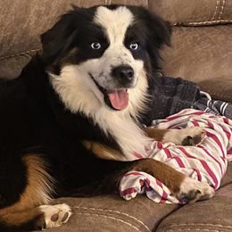 Aussiedoodles, Miniature Australian Shepherds, and Poodles from Three Sisters Kennel