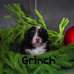 Grinch - Tri-color male Bernedoodle puppy in Gentry, Arkansas from WWBar Bernedoodles