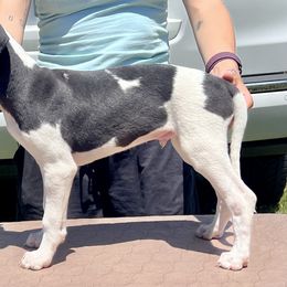 Gunnar - White and black male Whippet puppy in Redmond, Oregon from Chappelle Whippets