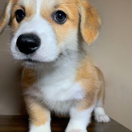Pembroke Welsh Corgi Puppies from Gold Country Pups
