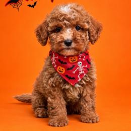 Dash - Red  male Goldendoodle puppy in Roseburg, Oregon from Dbos Furry Friends