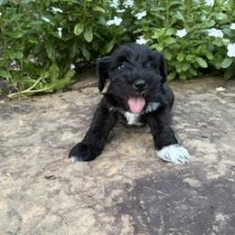 Michael Jackson - Black and silver male Miniature Schnauzer puppy in Monticello, Mississippi from LeBoeuf's Miniature Schnauzers
