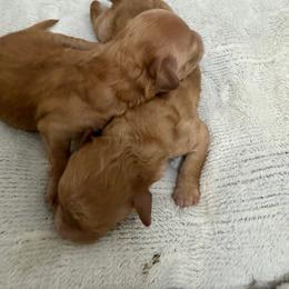 Tammy - Apricot female Maltipoo puppy in Charles City, Virginia from Historic triangle doodles Charles City, Virginia