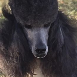 Cherry - Poodle