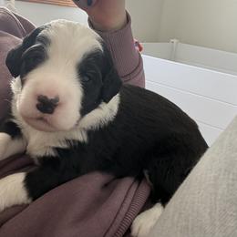 Girl 4 - Black and white female Assorted Doodle Crosses puppy in Sturtevant, Wisconsin from Raising Doodles