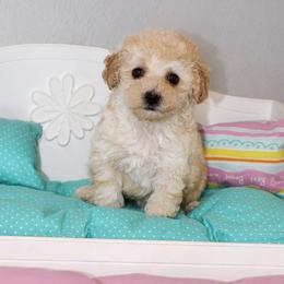 Jelly Bin - Apricot female Poodle puppy in Highland Ranch, Florida from Toy Poodles