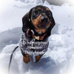 Dachshund and Great Dane Puppies from AZ's Prestigious Minature Dachshunds