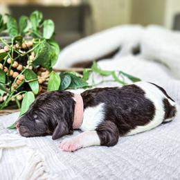 Sierra - Parti female Poodle puppy in Gaylord, Michigan from Dog Mom Co. Poodles