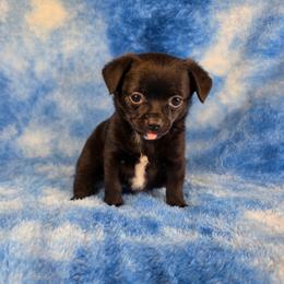 Prince Eric - Black male Chihuahua puppy in West New York, New Jersey from Pixie’s Magical Puppies