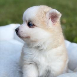 Pomsky Puppies from Finger Lakes Pomskies