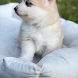 Pomsky Puppies from Finger Lakes Pomskies
