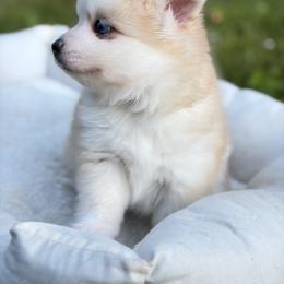 Pomsky Puppies from Finger Lakes Pomskies
