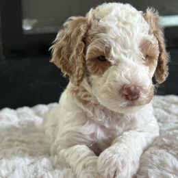 Spiderman (White Parti) - Parti Goldendoodle puppy in Morgan Hill, California from Supriya's Goldendoodles