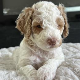 Spiderman (White Parti) - Parti Goldendoodle puppy in Morgan Hill, California from Supriya's Goldendoodles