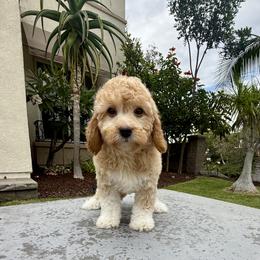 Girl 2 - Apricot female Goldendoodle puppy in San Diego, California from Goldendoodles & Poodles of San Diego