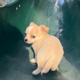 Dave - Silver male Chihuahua puppy in Seneca, Missouri from Stephanie’s Puppy Colony