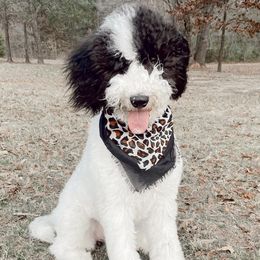 Sheepadoodles from Willow the Sheepie