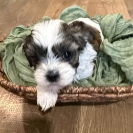 Mouth - Cream male Shichon puppy in Bradford, Ohio from Ted E. Bear Patch