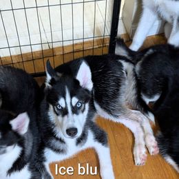 Blu - male Siberian Husky puppy in Hyattsville, Maryland from Delawn Vernon