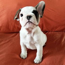 French Bulldog Puppies from Toley's French Bulldogs