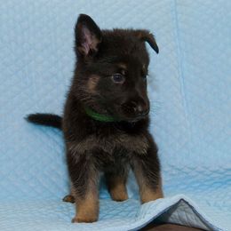 German Shepherd Puppies from Von Gonta Haus German Shepherds