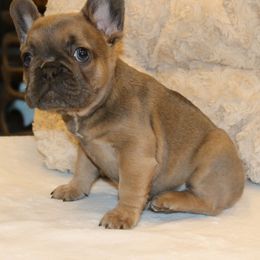 French Bulldog Puppies from Freeman Frenchies DFW