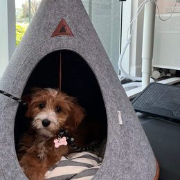 Bernedoodles, Cavapoos, and Goldendoodles from Doodle Amore