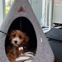 Bernedoodles, Cavapoos, and Goldendoodles from Doodle Amore