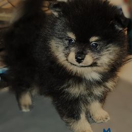 Boy 1 - Black and tan male Pomeranian puppy in Turnersville, New Jersey from MK Exquisite Poms