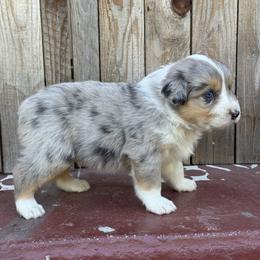 Boy 2 - Blue merle male Australian Shepherd puppy in Chino, California from RanchLand Aussies HC
