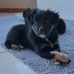 Australian Shepherd Puppies from Summit Australian Shepherds