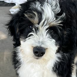 Spanky - Black tri-color Aussiedoodle puppy in Minersville, Utah from Utah Faith Doodles