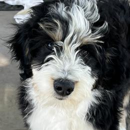 Spanky - Black tri-color Aussiedoodle puppy in Minersville, Utah from Utah Faith Doodles