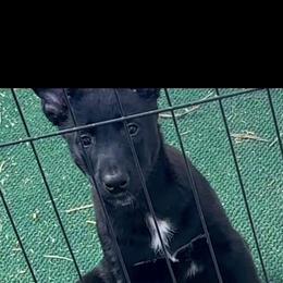 Boy 3 - Black male Belgian Malinois puppy in North Fort Myers, Florida from Reinwald Kennels Dee Reinwald & Thomas Brennan