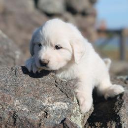 Girl 1 Yellow - White female Great Pyrenees puppy in Yakima, Washington from Naches Heights Ranch