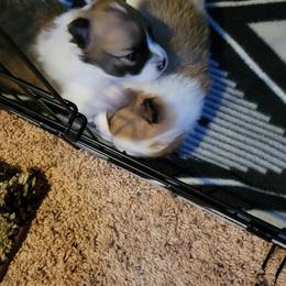 Pomeranian Puppies from Willis House