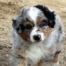 Australian Shepherd Puppies from Frying Pan Ranch Australian Shepherds