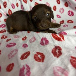 Margaret - Chocolate and tan female Dachshund puppy in Lake City, Florida from My Ditzy Doxies of Florida