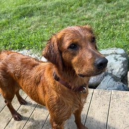 Jem - Golden Retriever