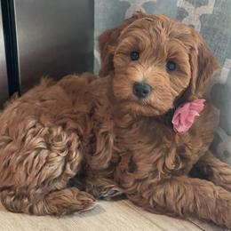 Goldendoodles from You Are My Sunshine Doodle